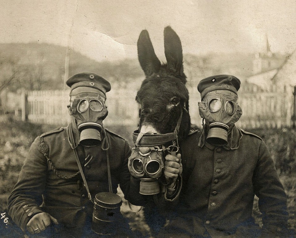 German Soldiers and donkey wearing gas masks during World War I, 1915. Universal History Archive.jpeg